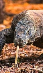 Komodo Dragon